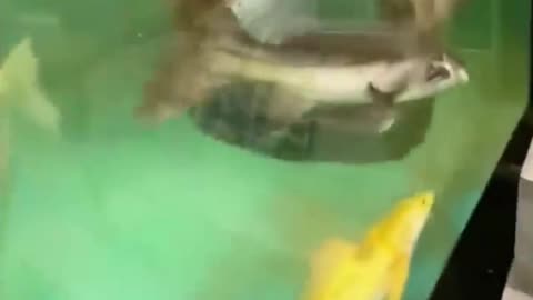 Knocked out by a fish prank #fish, #knockout, #prank