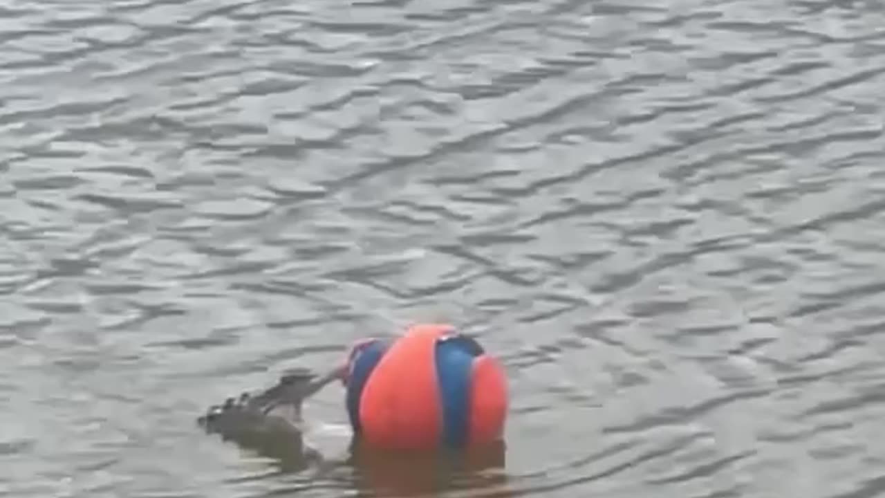 Where's he going with that ball! 🤣🐊