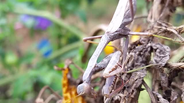 Praying mantis handling business in my garden.