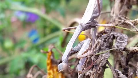 Praying mantis handling business in my garden.