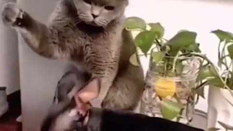 Funny animals