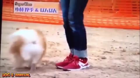 Most funny dog dancing videos compilation - Dog trained