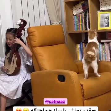 The hips of a cat that moves with the song