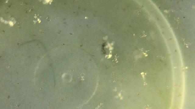 Newly Hatched Peppermint Shrimp Zoea