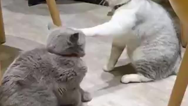 funny cat videos (14)