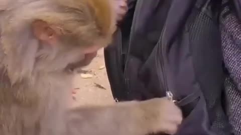 Thief Monkey