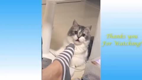 The cat was dancing in music beat
