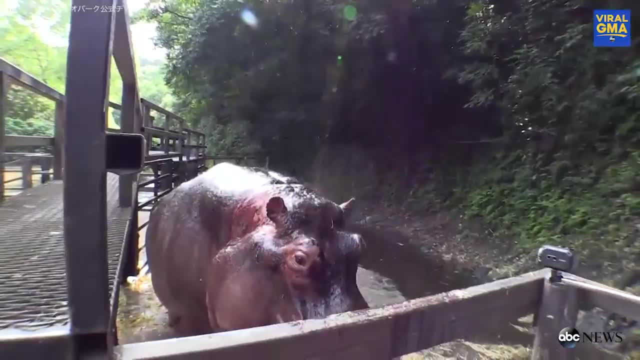 hippos devour whole watermelons is one bite