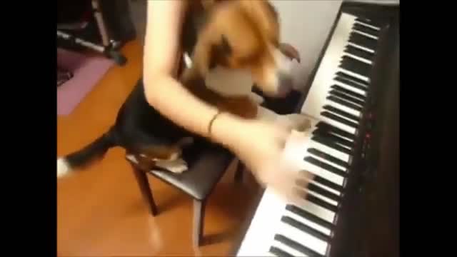 This Amazing Dog Playing Piona like a SuperStar eh.