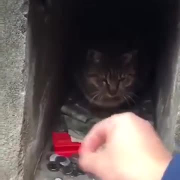 Meet the cat who knows how to protect its cash