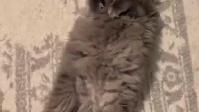 Most Viral Cat on the internet! 🐶 Ultimate Funny Dogs Compilation! 🐶