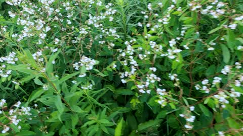 Flowers beautiful