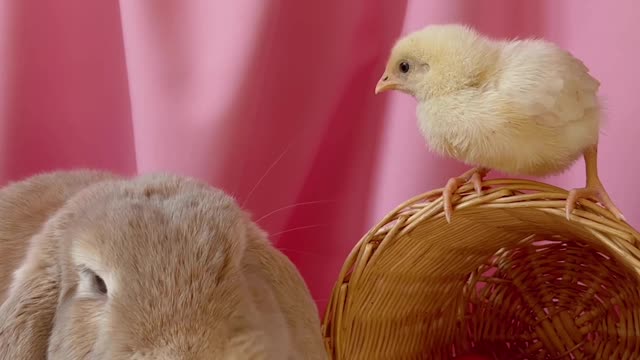 conceptual-video-of-easter-celebration