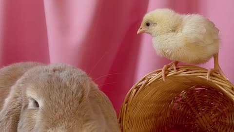 conceptual-video-of-easter-celebration