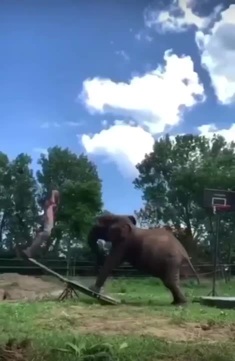 ANIMAIS ENGRAÇADOS E FOFOS / FUNNY/ Funniest Animals #shorts