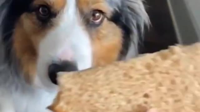 TOP 3 Funniest DOG Video, Dog Lovers