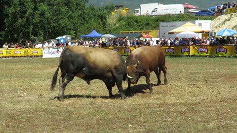 Medonja od Kokana vs Brnjo od Marka i Jaše