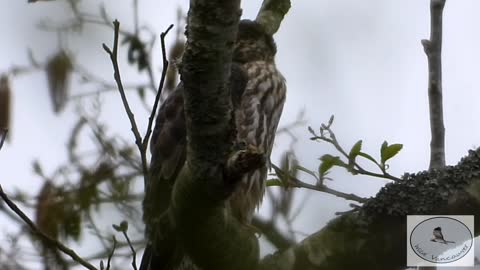 Merlin in the springtime forest