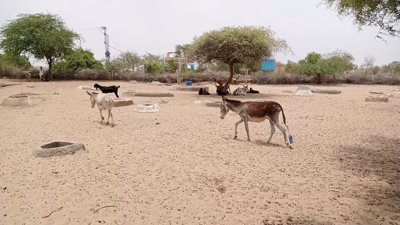 Donke Drinke Water .#Animals #donke #life #thari vlog