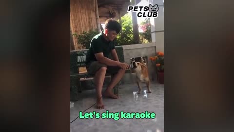 Little Dogs Said -Mama- - Funny Parrots Speaking English - Pets Club Video 2020_p1