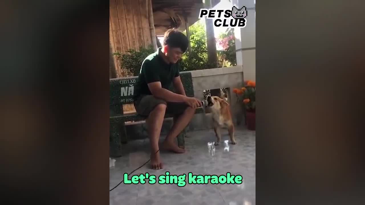 Little Dogs Said -Mama- - Funny Parrots Speaking English - Pets Club Video 2020_p1