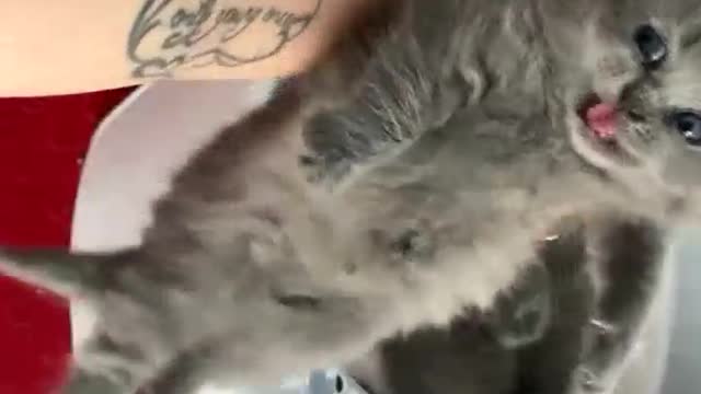 Holding a gray kitten you love