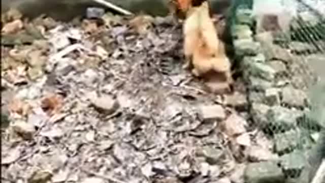 Viral chicken and dog fighting ! Soo funny