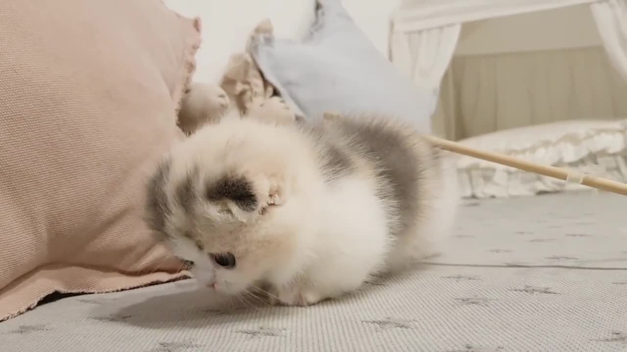 Super cute and smart kitten