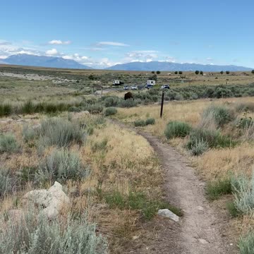 Bison intercepts mountain bikers!