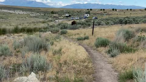 Bison intercepts mountain bikers!