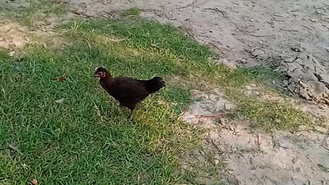 beautiful chicken