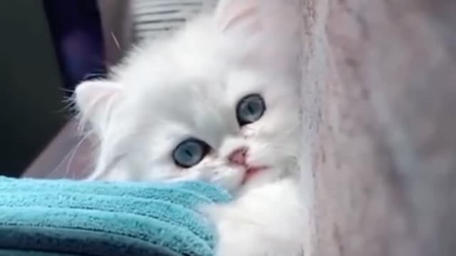 Cute kitten ready for shoot 😍