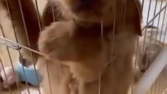 Innocent Golden Retriever Puppy wants to come out from crate by showing his puppy eyes So Cute