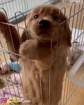 Innocent Golden Retriever Puppy wants to come out from crate by showing his puppy eyes So Cute