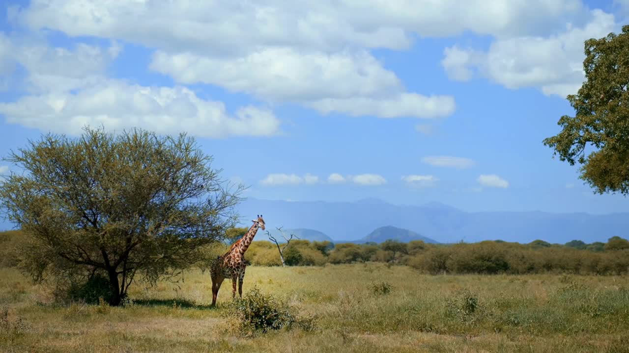 Amzaing portrait of giraffe eating with little birds landing on his neck