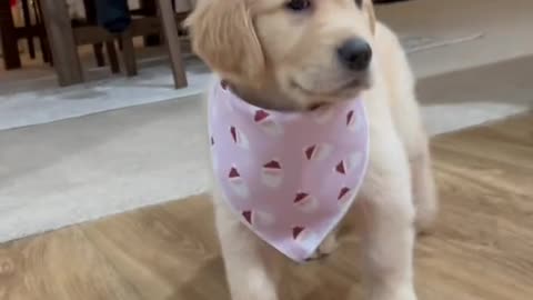 Dog at my new home
