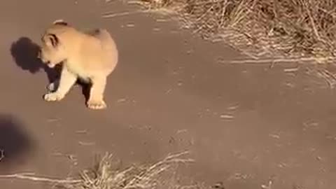 Baby Lion Shows Off Mighty Roar