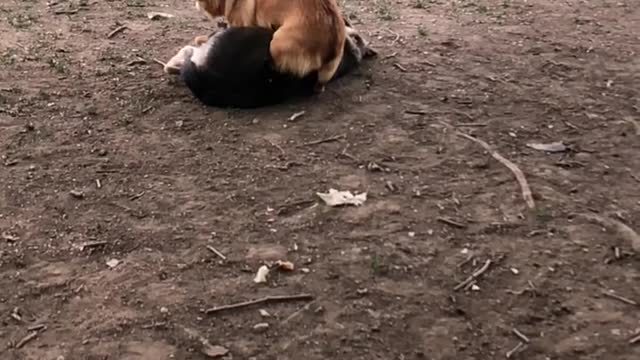 Corgi Slow Mo With Baby German Shepard