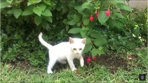 Cat is playing so cute #cats #kitten #shorts (1)