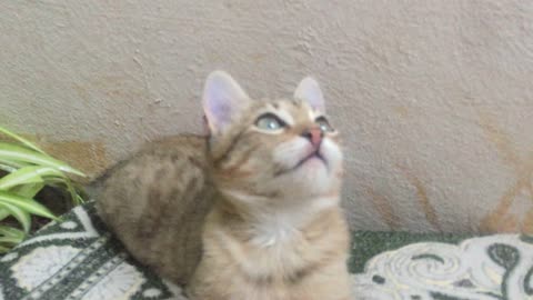 A new day to play with my cat