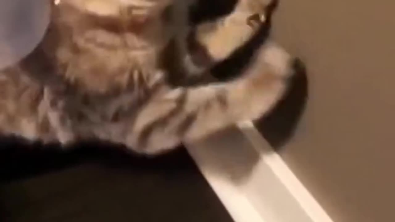 Cats funny movement