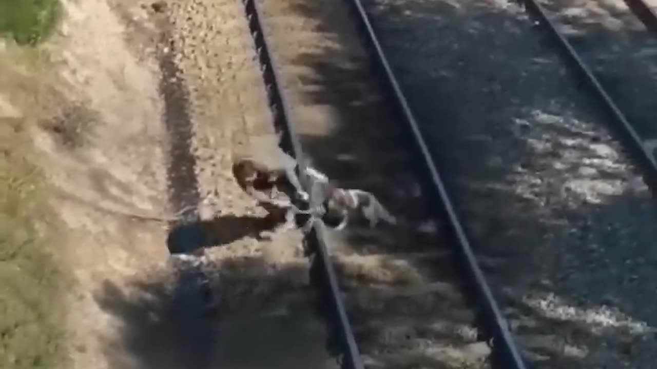 He Saved This Dog From the Train