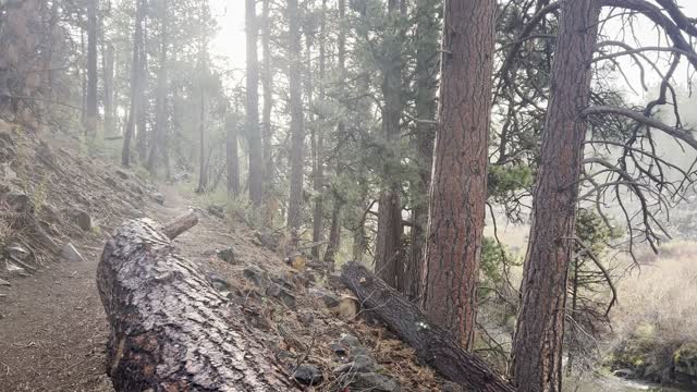 Lava Rock + Wild River + Vibrant Forest – Deschutes River Trail – Central Oregon – 4K