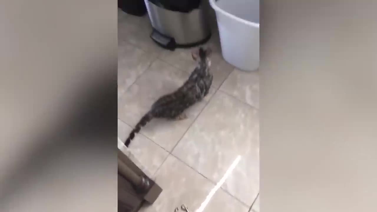 El momento más divertido cuando el gato tiene miedo ★ Video gracioso del g