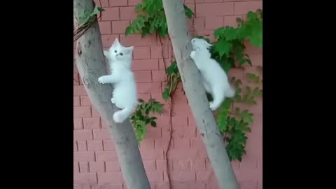 Cutest Cats Trying to go up On Tree