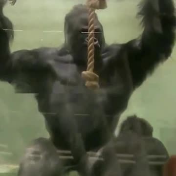 Funny Monkeys make me Happy