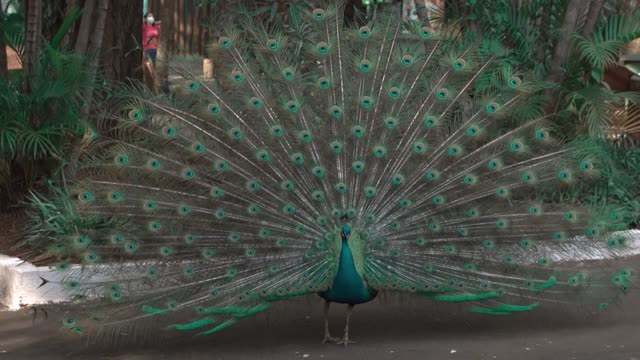 Peacock displaying feathers