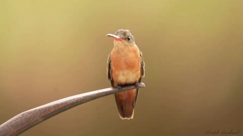 Birds Of Nature