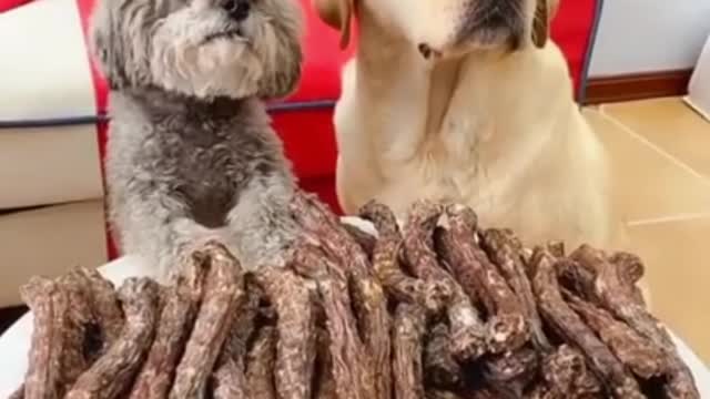 Top Funny and Cute Dog Videos