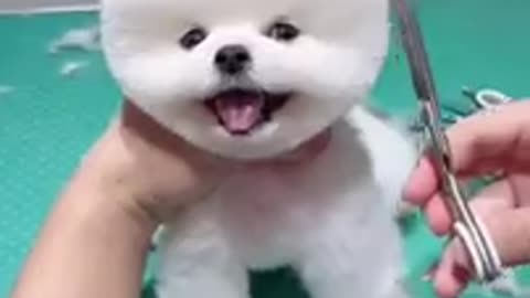 cute & funny dog (tik tok funny dog #shorts